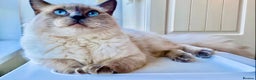 Ragdoll cats for sale: Lovely Ragdoll looking for lovely family - Advert 34