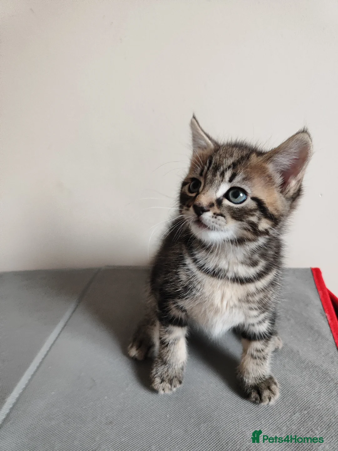 Mixed Breed cats for sale: Beautiful boy looking for forever home in Doncaster - Advert 2