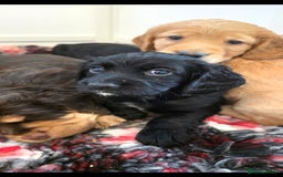 Cocker Spaniel dogs for sale: Working Cocker Spaniel Puppies - Image 25