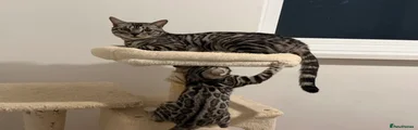 Bengal Kitten 3