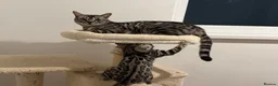 Bengal cats for sale: BENGAL 🔥 KITTENS TICA REGISTERED  - Advert 31