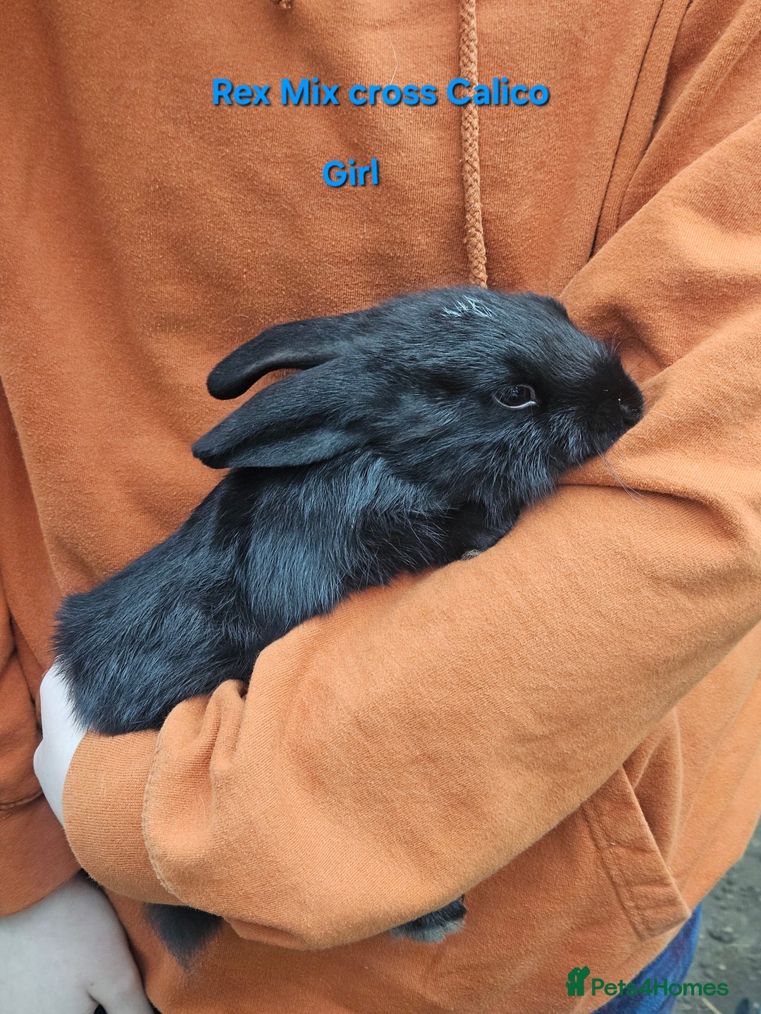 Rex rabbits for sale: Baby Bunny Rabbits  - Image 6