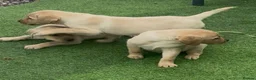 Labrador Retriever dogs for sale: Golden Labrador Puppies - Advert 3