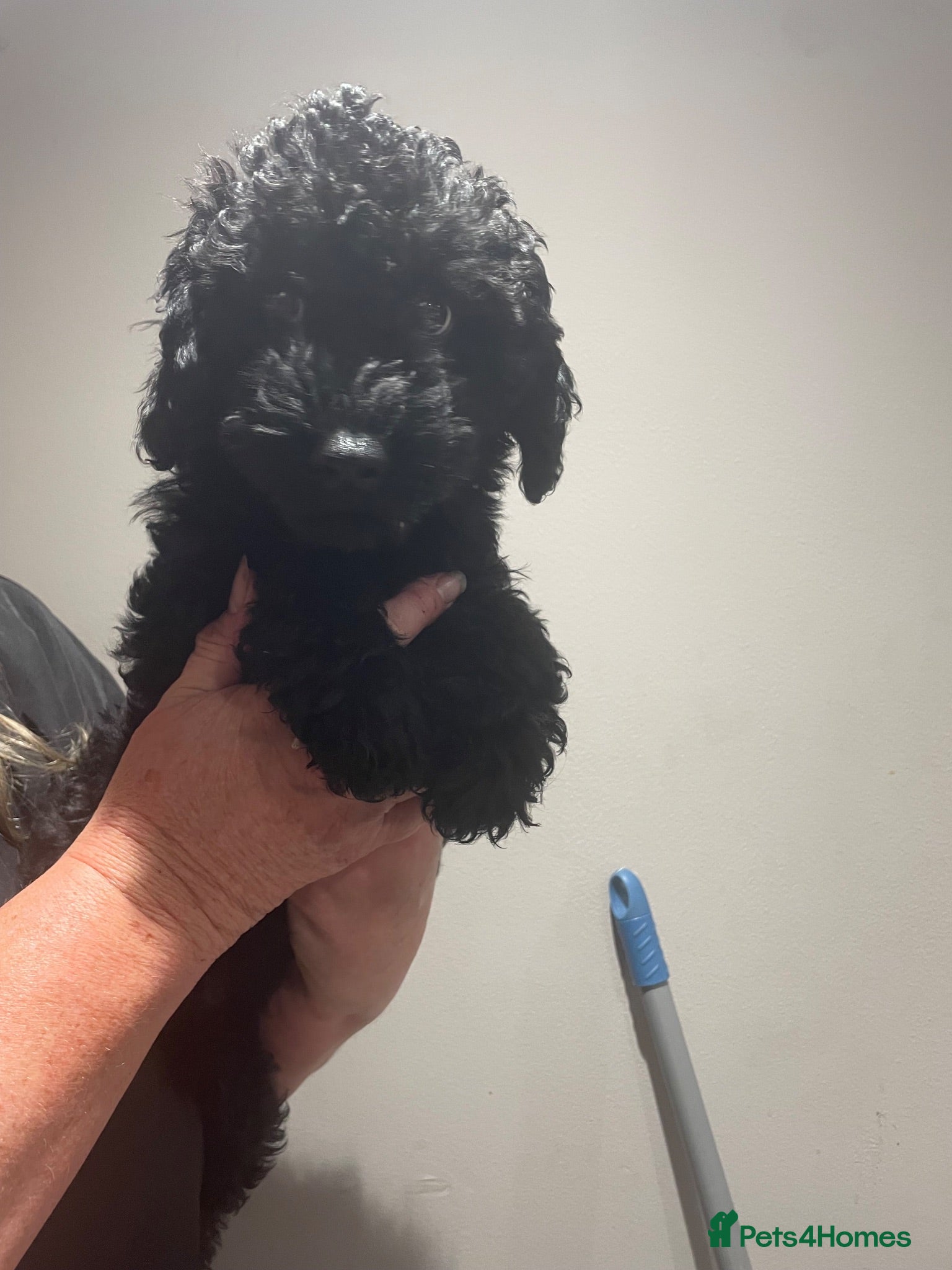Labradoodle dogs F3 miniature labradoodles fully vac 2 boys left - Advert 2