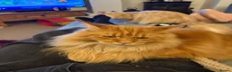 Maine Coon cats for sale: Female Adult GCCF Maine Coon Cat - Advert 4