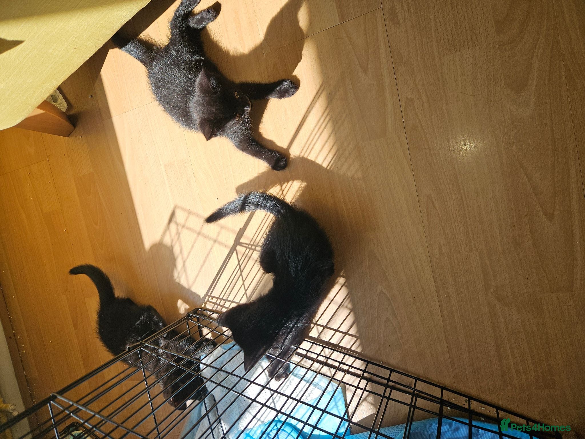 British Shorthair cats Kittens for sale - Advert 3