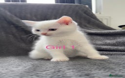Mixed Breed cats for sale: 3 beautiful kittens available  - Advert 4