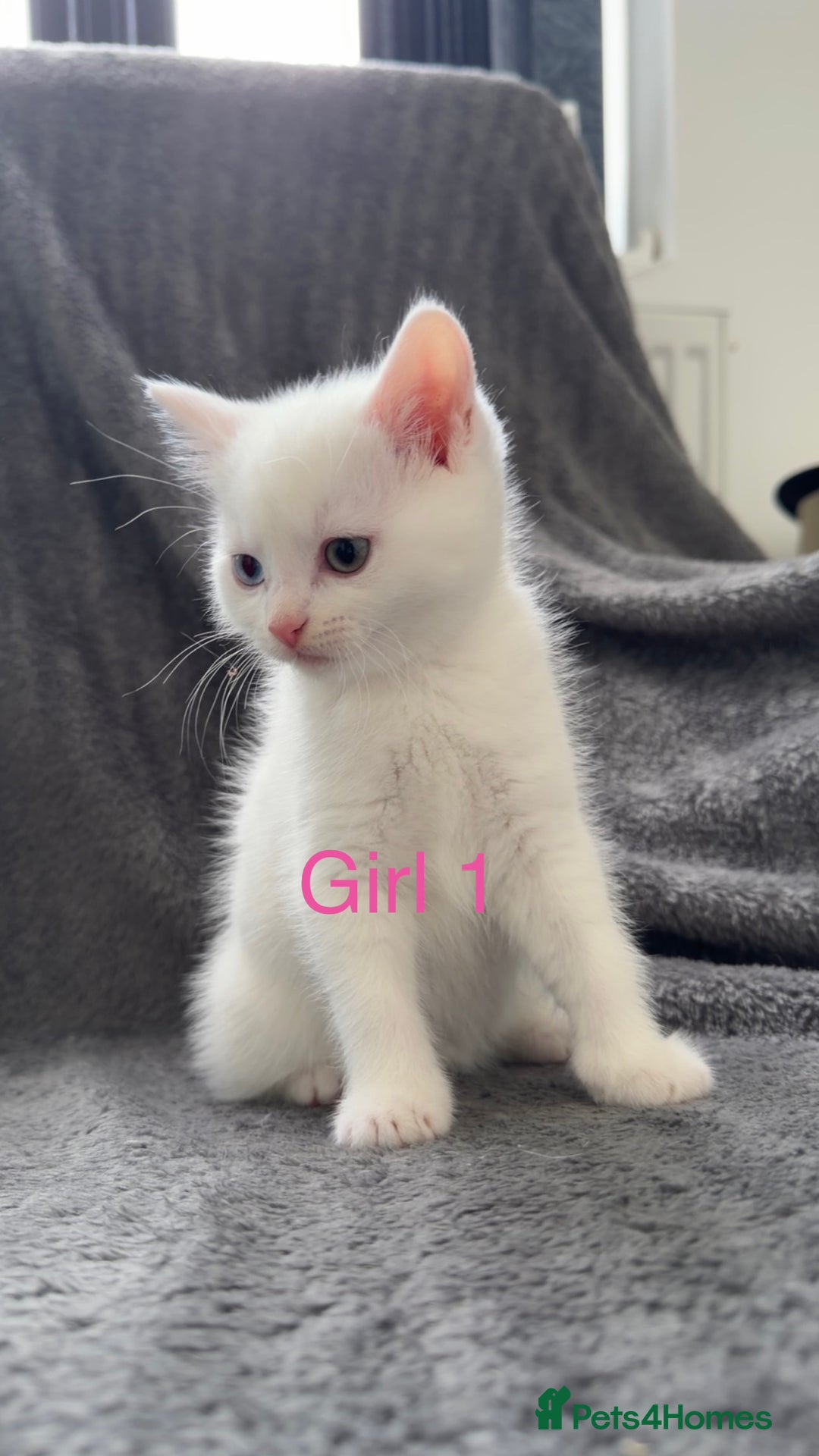 Mixed Breed cats for sale: 3 beautiful kittens available  - Advert 4