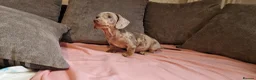 Miniature Dachshund dogs for sale: Ready to Leave  2 male 1 female in Bradford - Advert 11
