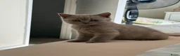 Scottish Fold cats for sale: 🐾 Adorable Scottish Straight 🐾 - Advert 2