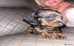 Dachshund dogs for sale: dachunds  - Image 2