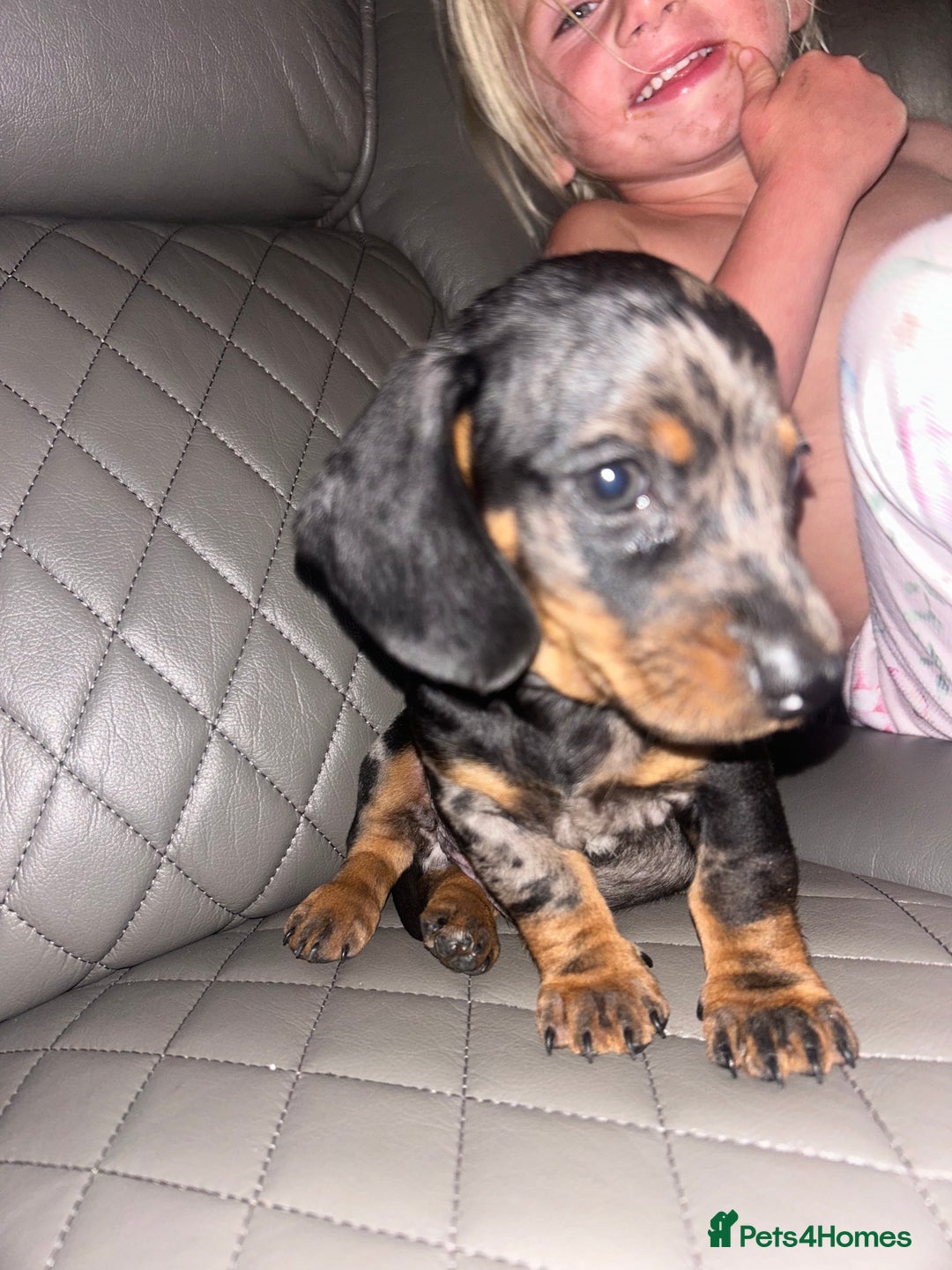 Dachshund dogs for sale: dachunds  - Image 2