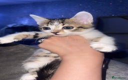 Bengal cats for sale: Blue eyed Bengal kittens in Rickmansworth - Image 1
