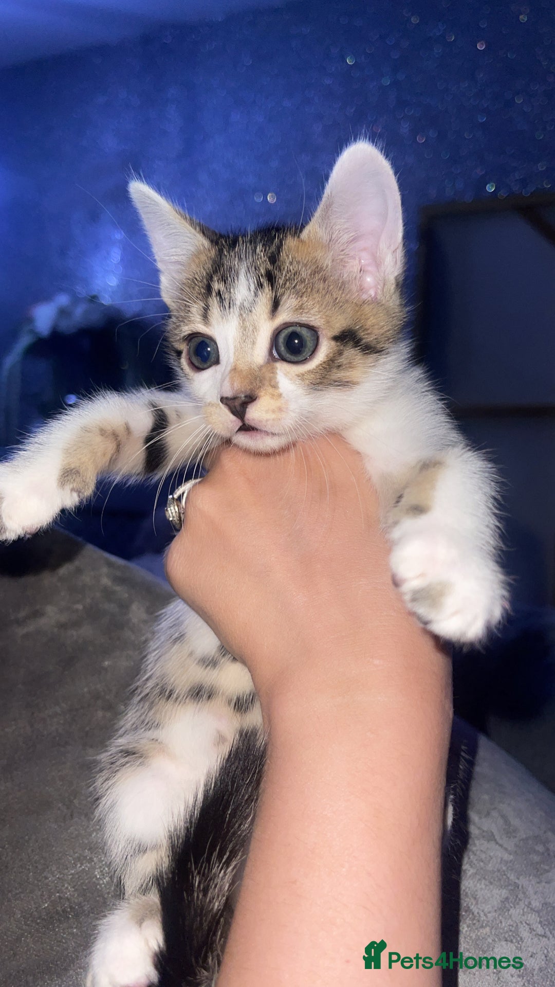 Bengal cats for sale: Blue eyed Bengal kittens in Rickmansworth - Image 1