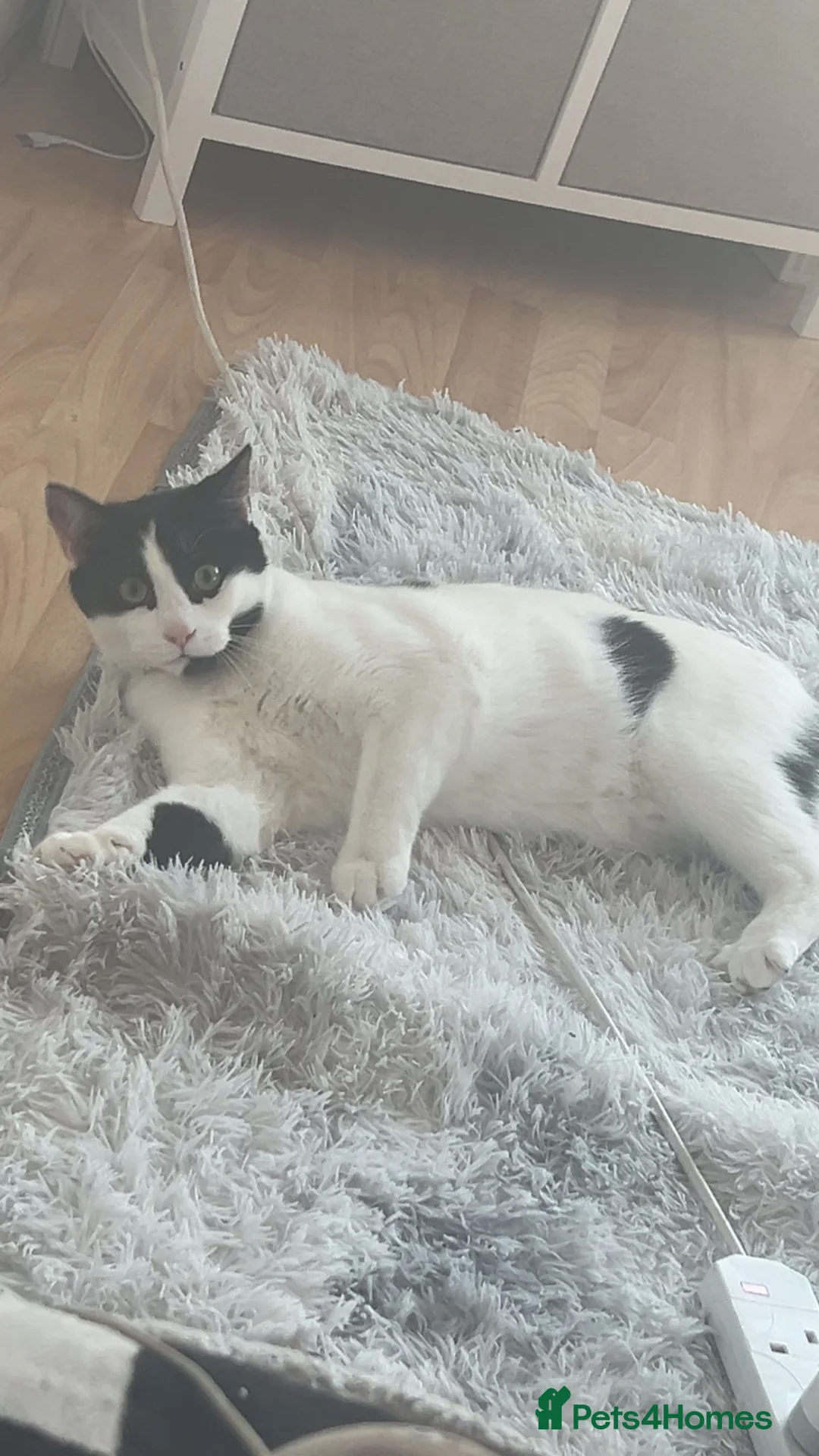 British Shorthair cats for sale: Male cat  in Nottingham - Advert 2