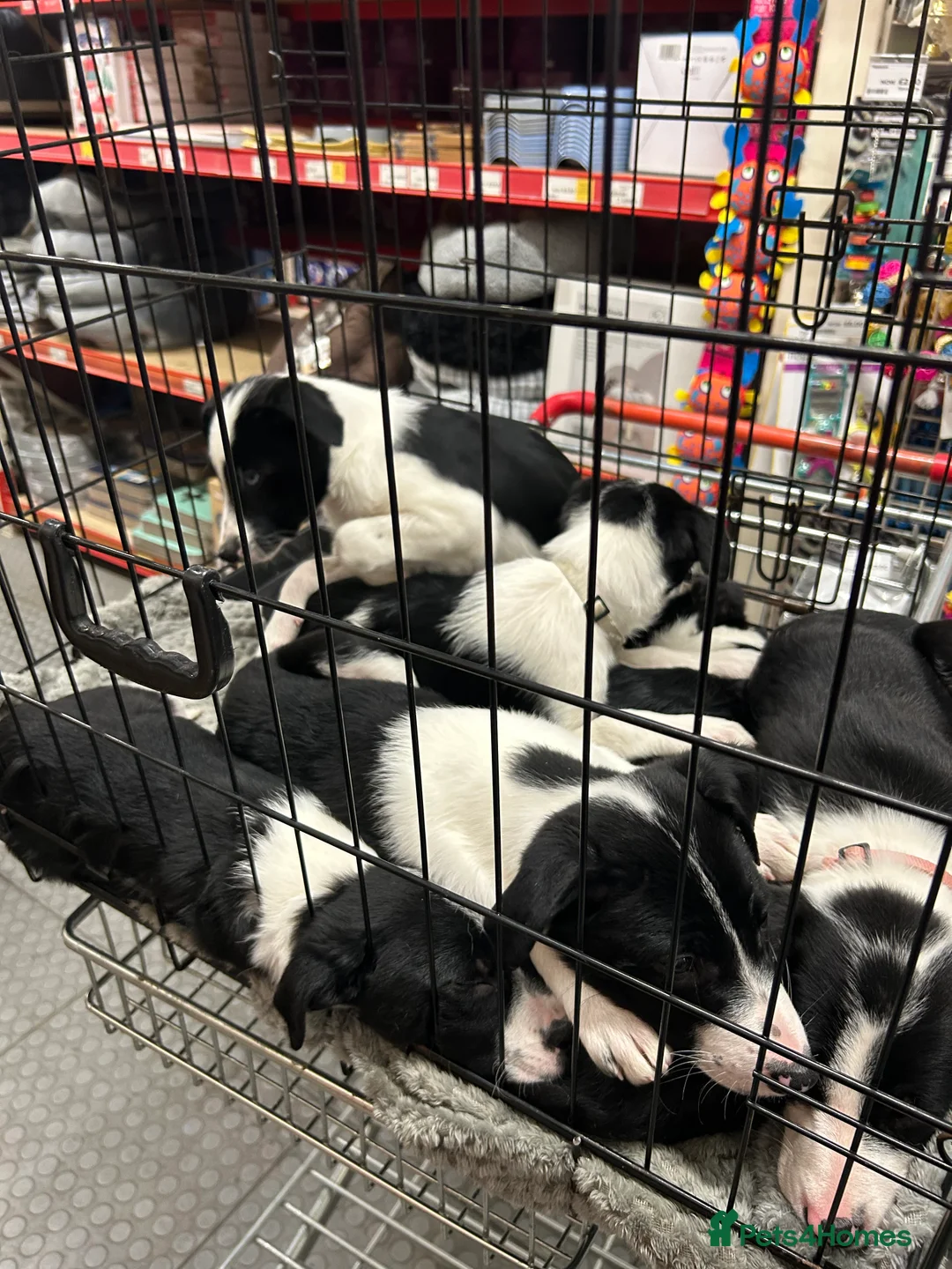 Border Collie dogs for sale: Working Border Collie puppies  - Advert 9