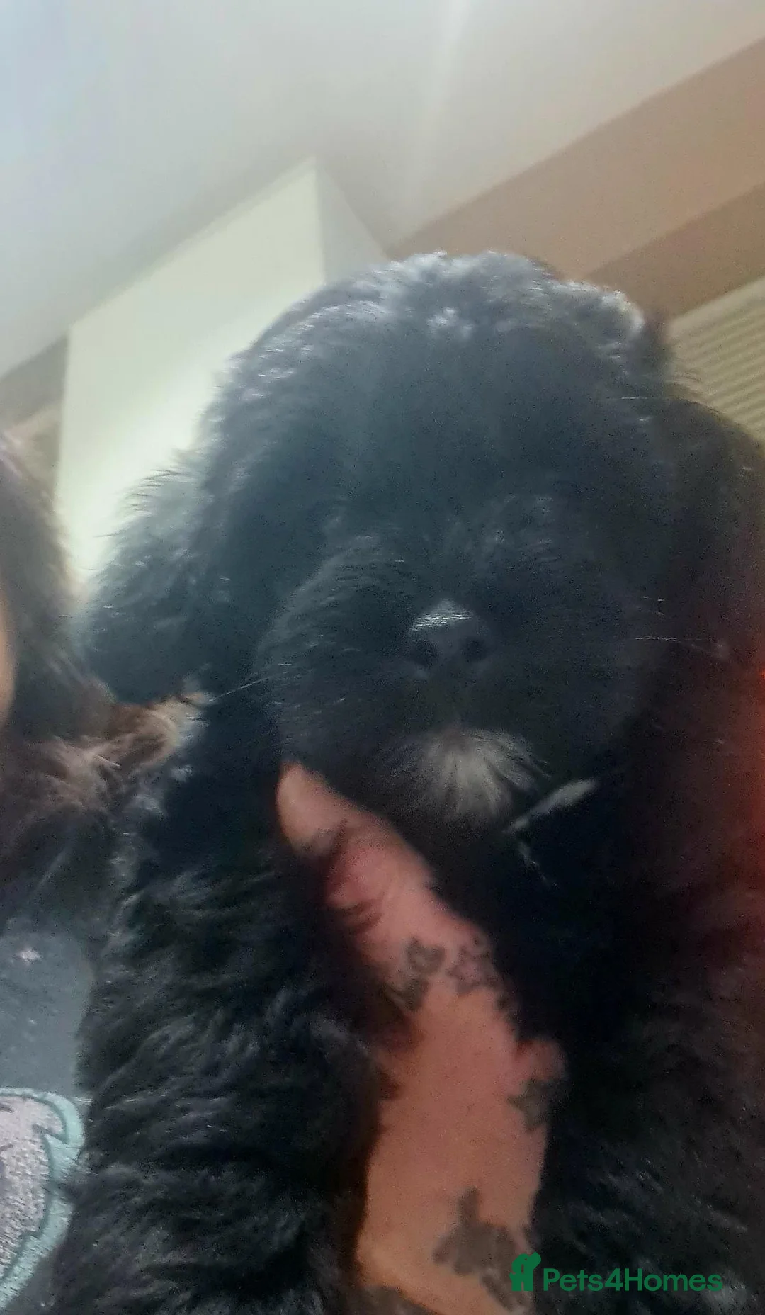 Jackapoo dogs for sale: Very long hair fluffy female jackapoo - Advert 2
