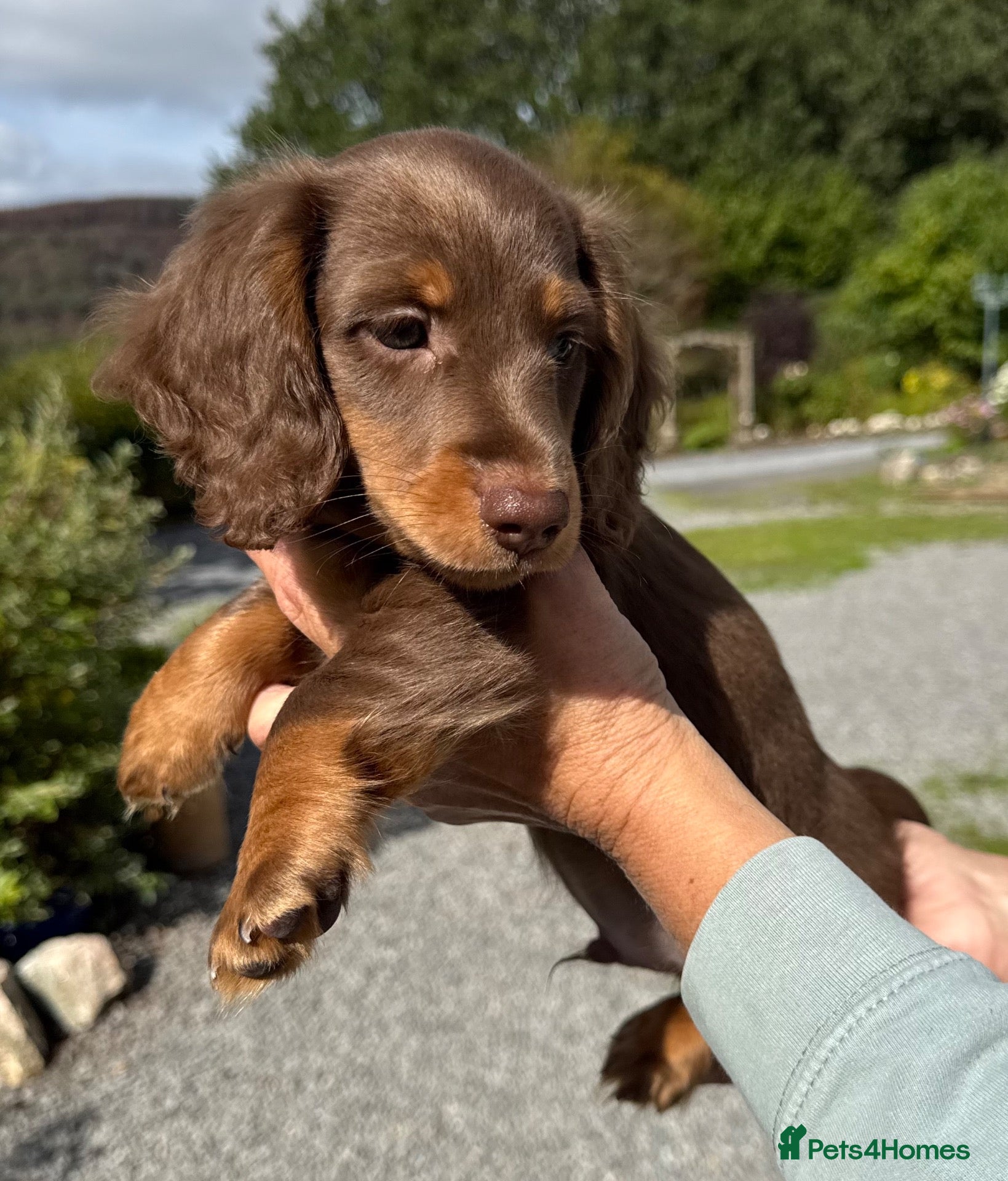 Dachshund dogs Miniature longhair dachshunds for sale - Advert 10