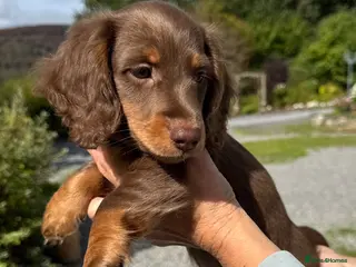 Dachshund dogs Miniature longhair dachshunds for sale - Advert 10