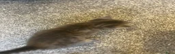 Mixed Breed cats for sale: Gray silver and tabby kittens for sale! - Advert 33