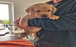 Labrador Retriever dogs for sale: Labrador puppies -1 black girl & 3 black boys left - Image 32