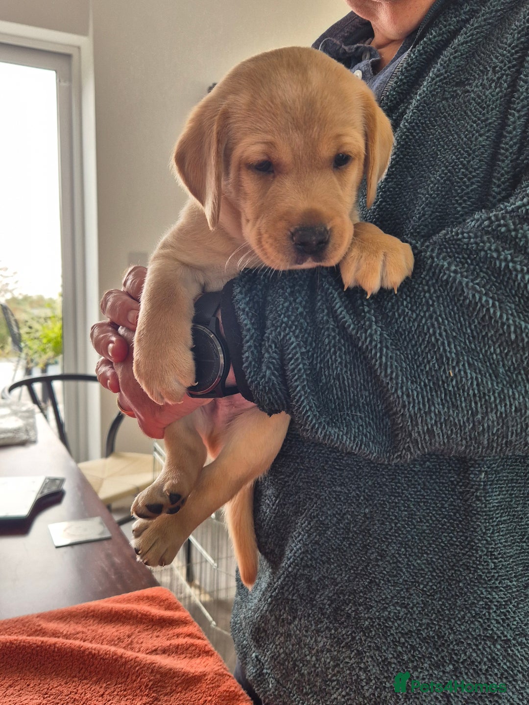 Labrador Retriever dogs for sale: Labrador puppies -1 black girl & 3 black boys left - Image 32
