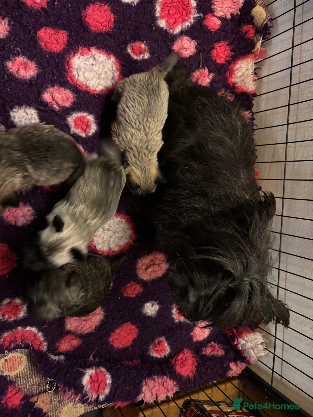 Cairn Terrier dogs for sale: Cairn Terrier Puppies  - Advert 6