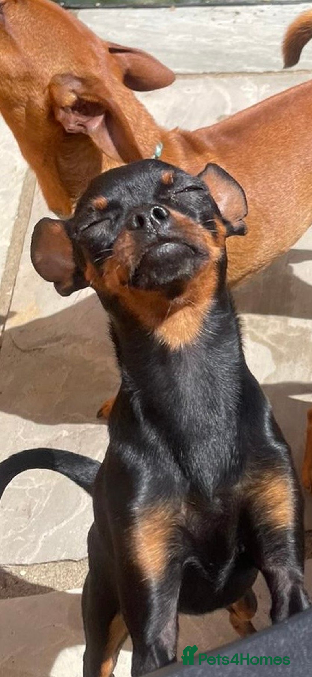 Miniature Pinscher dogs for sale: Loving Homes Wanted for Two Miniature Pinschers - Advert 7