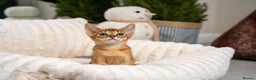 Abyssinian cats for sale: 6 Amazing Abyssinians, Extra Lovlely Personality - Advert 3
