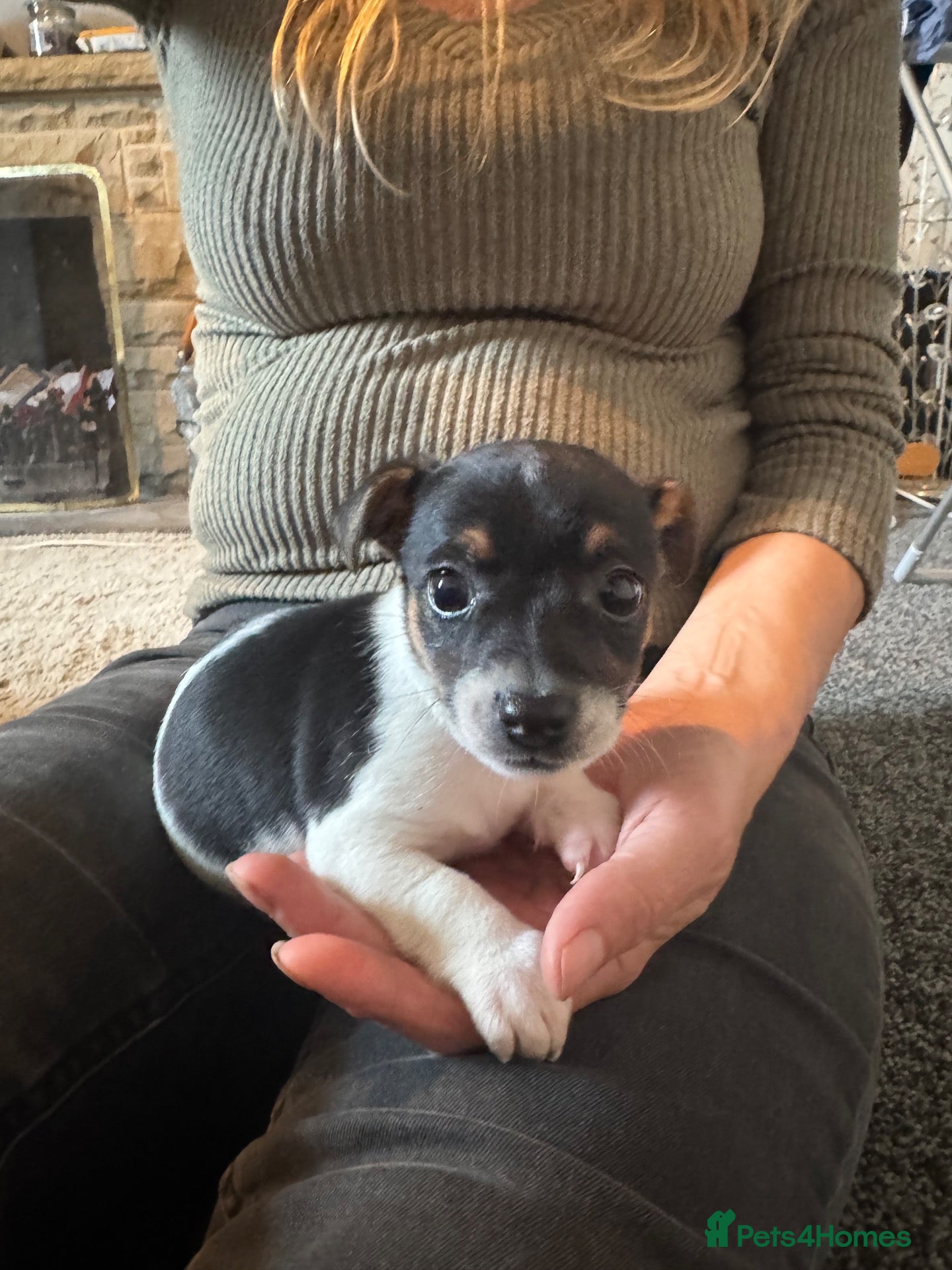 Jack Russell dogs for sale: Short legged Jack Russel puppies.  - Advert 20