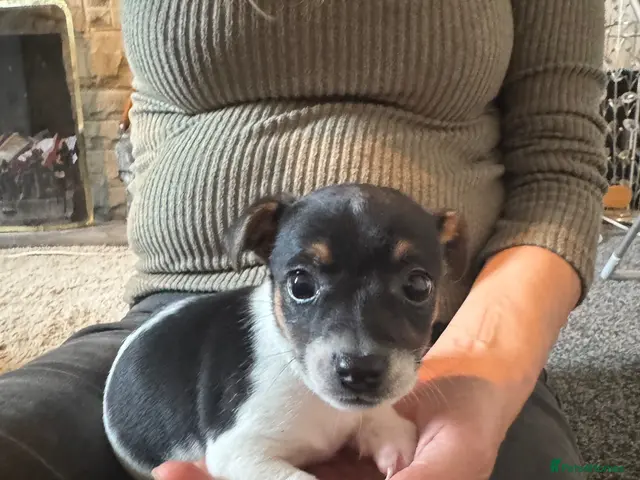 Jack Russell dogs for sale: Short legged Jack Russel puppies. - Advert 20