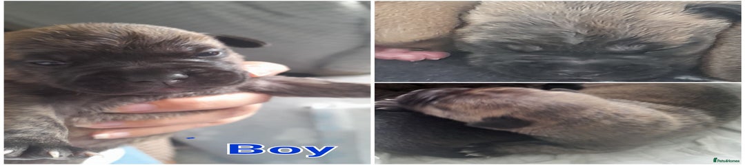Puppy 2
