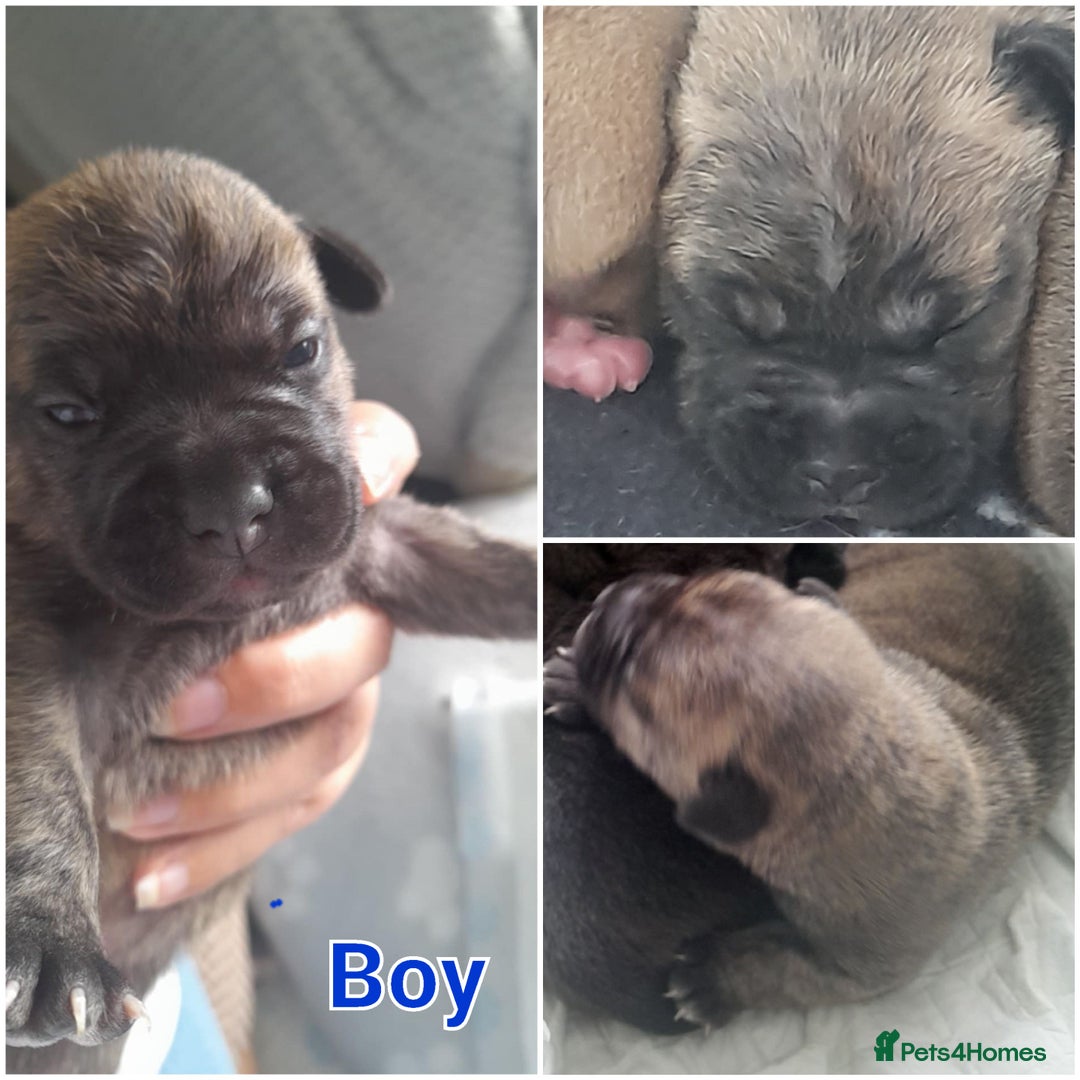 Mixed Breed dogs for sale: Puppies for sale ready 10th September - Image 13