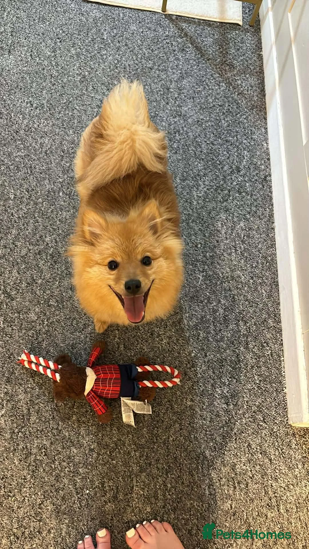 Pomeranian dogs for sale: Fox face Pomeranian  - Advert 7