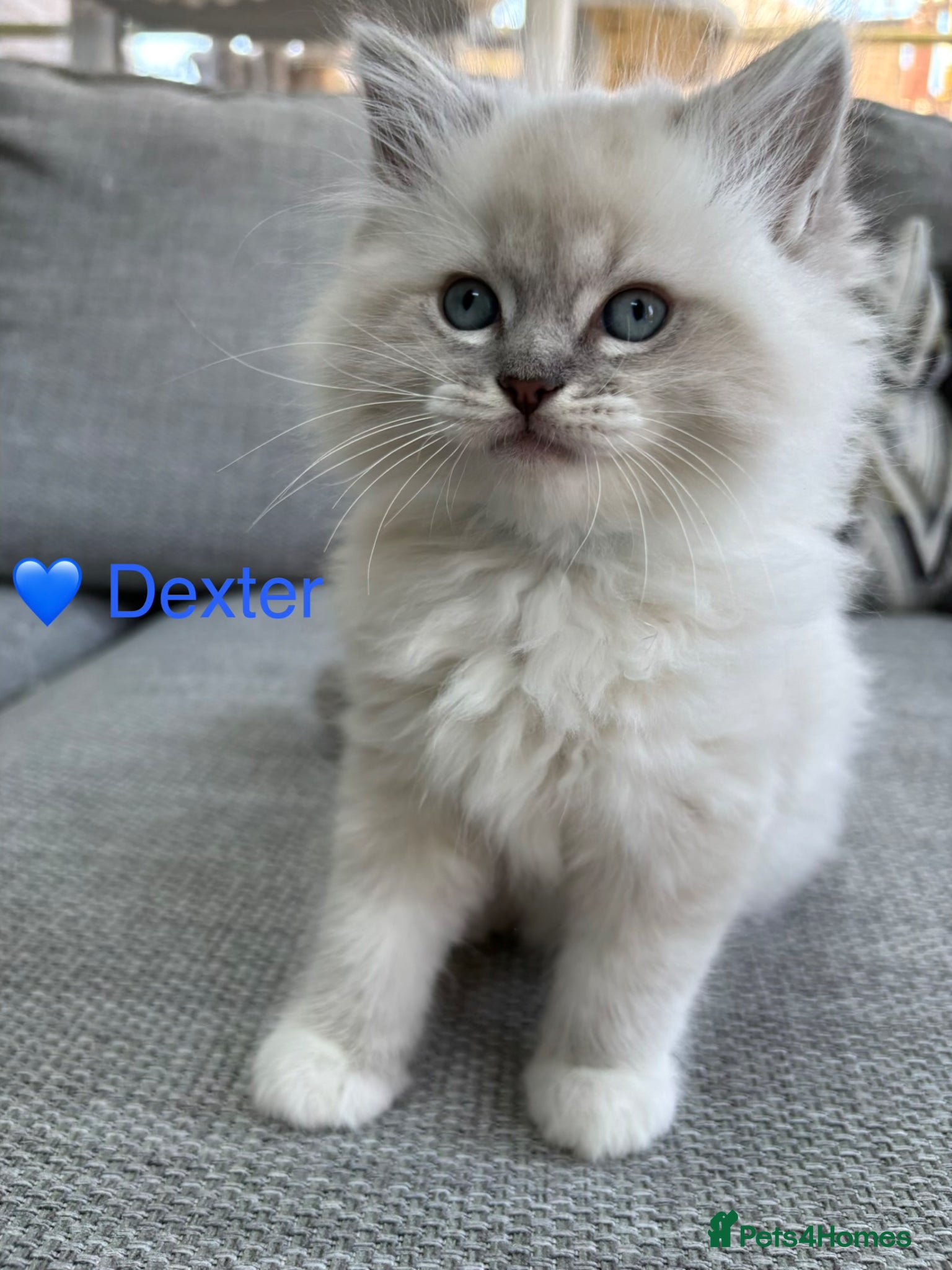 Ragdoll cats GCCF Registered - blue Ragdoll’s  - Advert 11