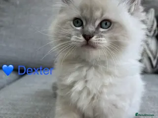 Ragdoll cats GCCF Registered - blue Ragdoll’s - Advert 11