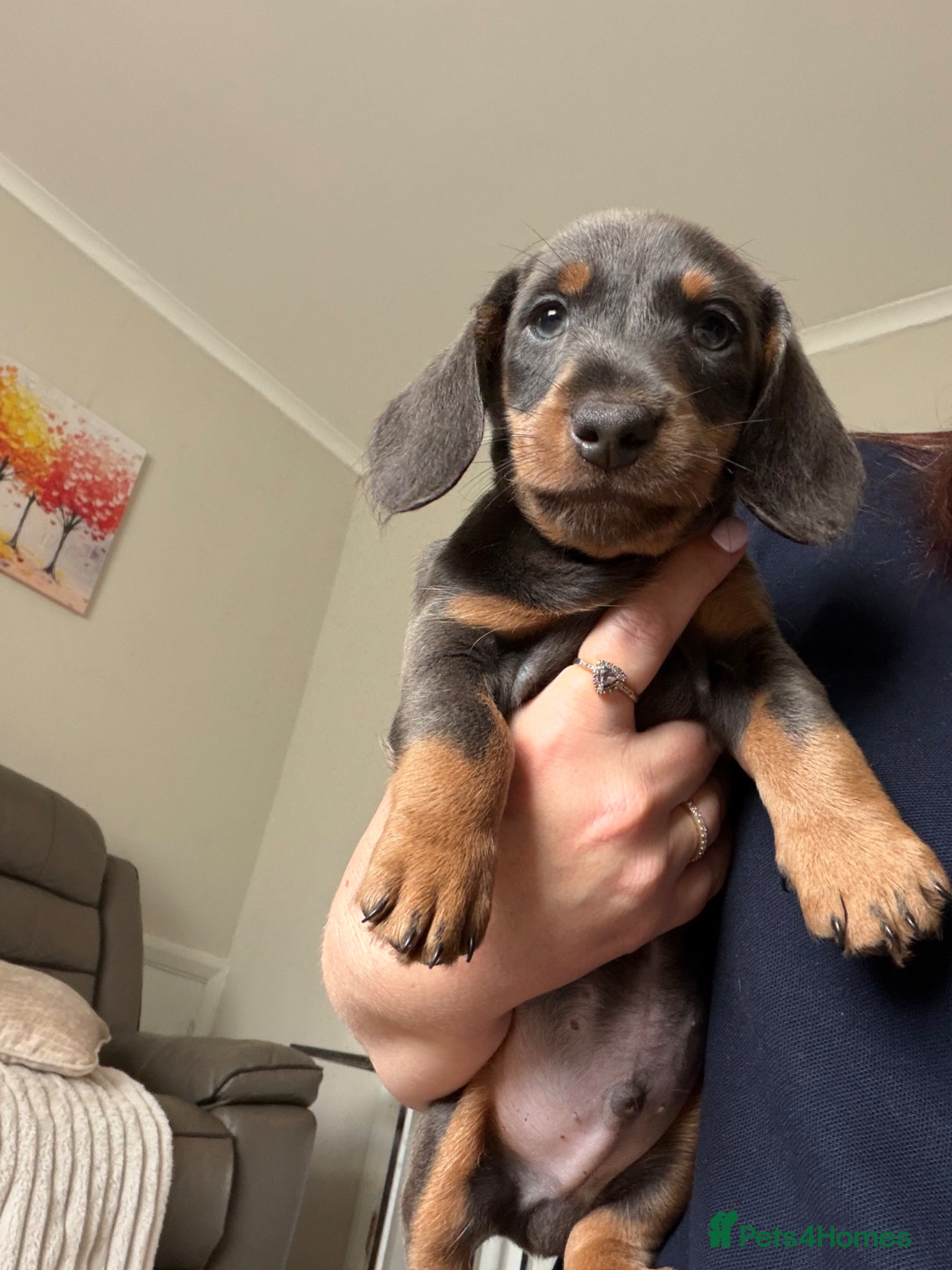 Miniature Dachshund dogs Miniature Dachshund Puppies - Advert 5