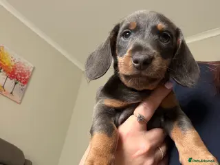 Miniature Dachshund dogs Miniature Dachshund Puppies - Advert 5