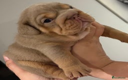 English Bulldog dogs for sale: Kc litter outstanding bloodlines bulldog pups  - Image 6