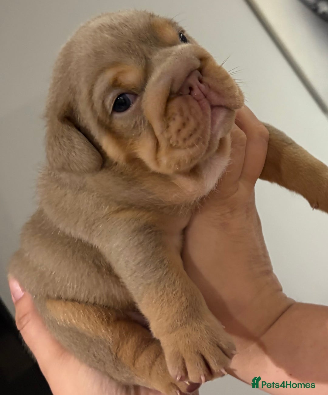 English Bulldog dogs for sale: Kc litter outstanding bloodlines bulldog pups  - Image 6