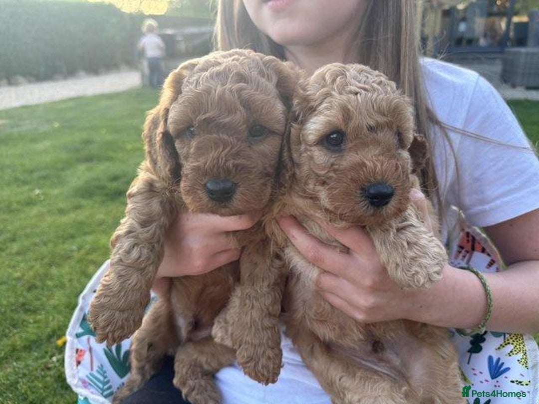 Cockapoo dogs for sale: F1 cockapoo puppies READY NOW - Image 3