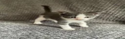 Domestic Shorthair cats for sale: Gorgeous Grey and White Kittens For Sale - Advert 5