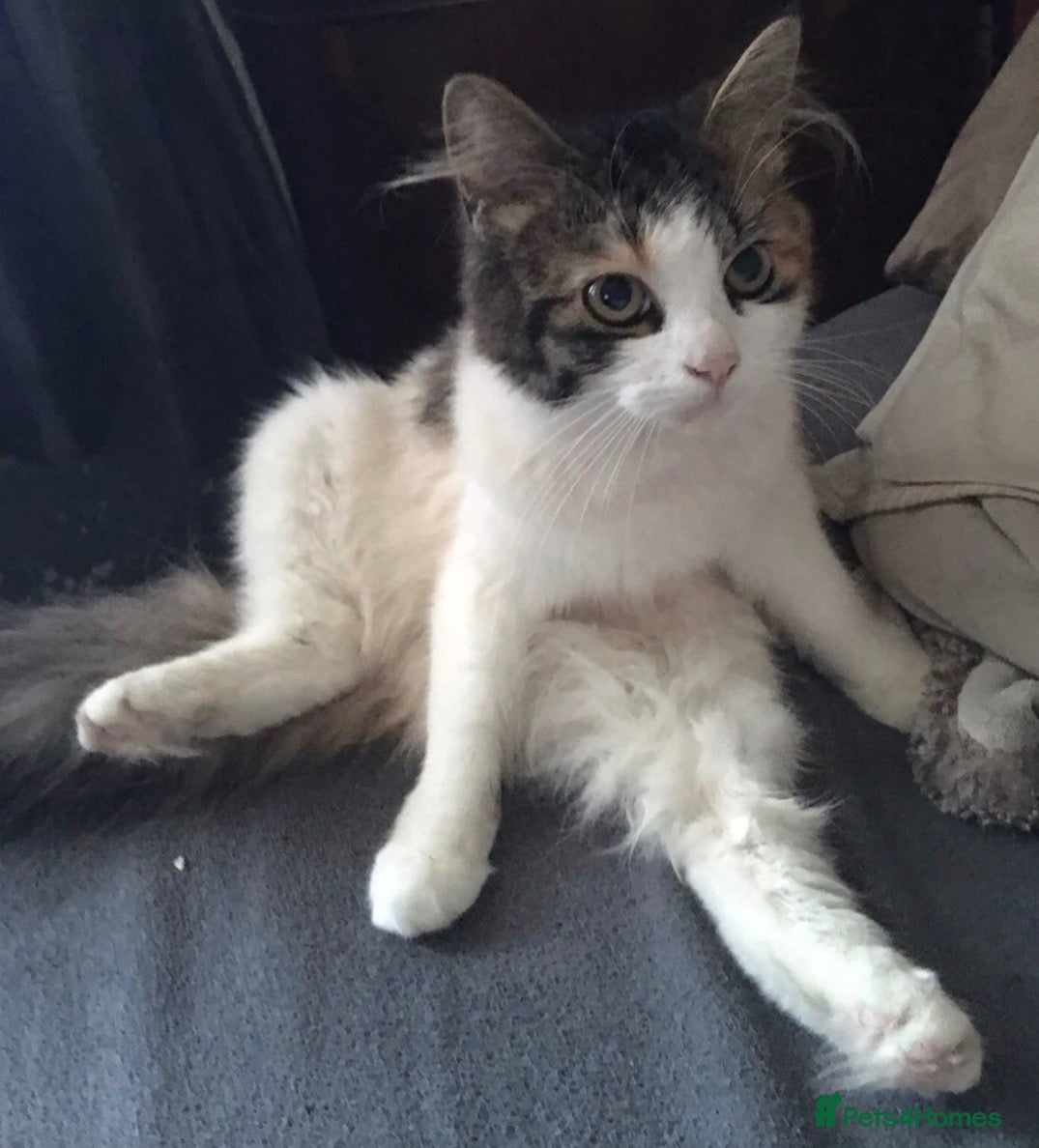 Mixed Breed cats for sale: 4 beautiful kittens for sale - Advert 3