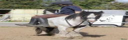 Irish Cob horses for sale: Cash  - Advert 6