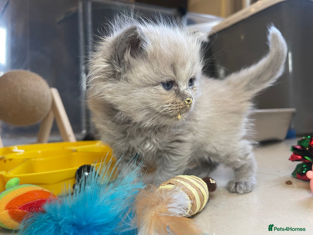 Ragdoll cats for sale: 💫Pedigree Cherubim Ragdolls💫 - Image 9