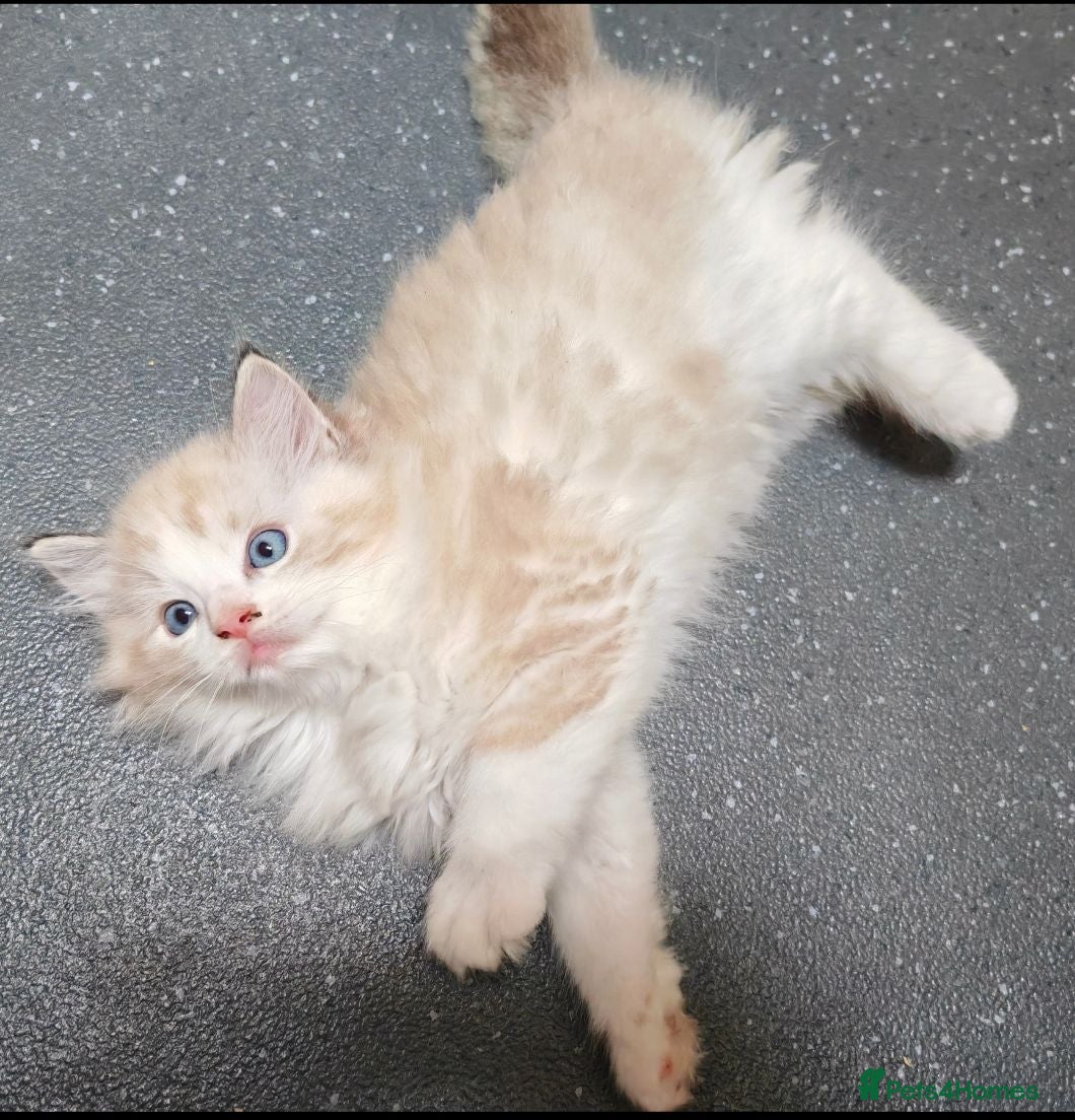 Ragdoll cats Purebred ragdolls Kittens for sale!  - Advert 1