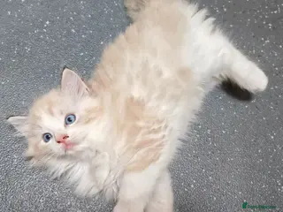 Ragdoll cats Purebred ragdolls Kittens for sale! - Advert 1
