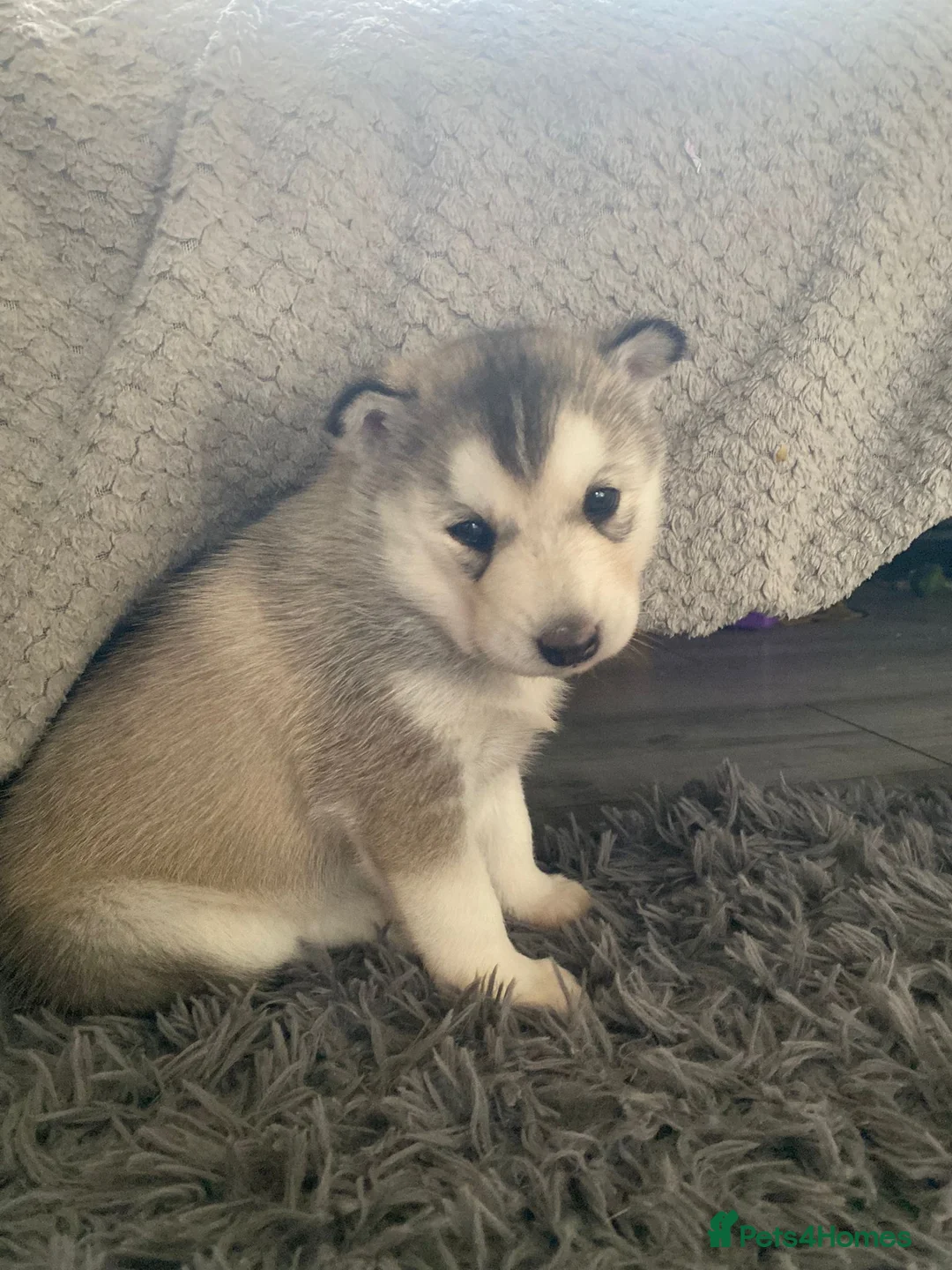 Siberian Husky dogs for sale: sibirian husky puppies  - Advert 2