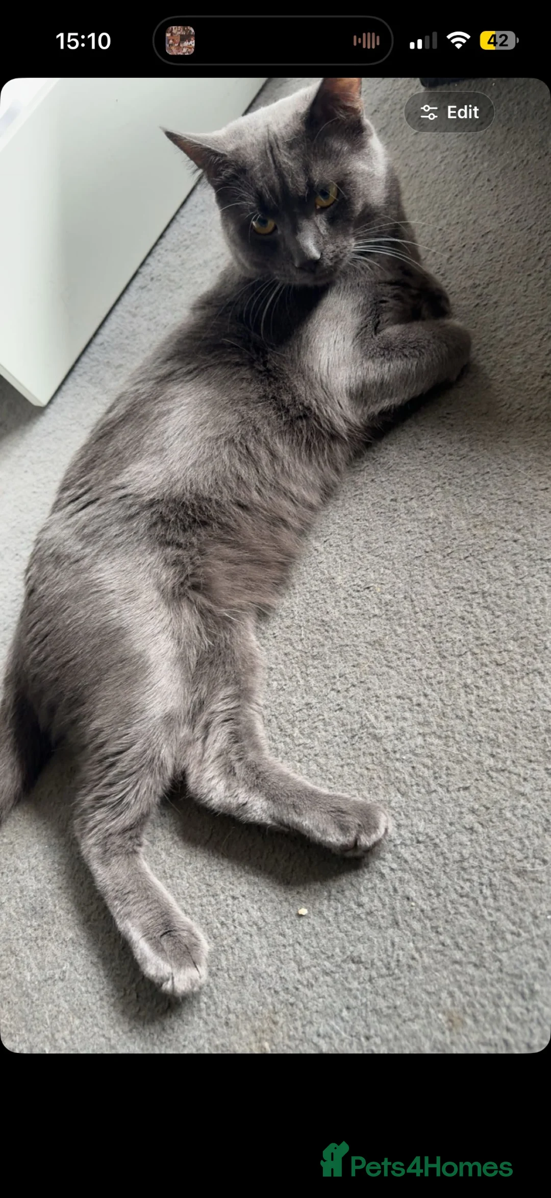 Russian Blue cats for sale: Russian Blue Male - Advert 1