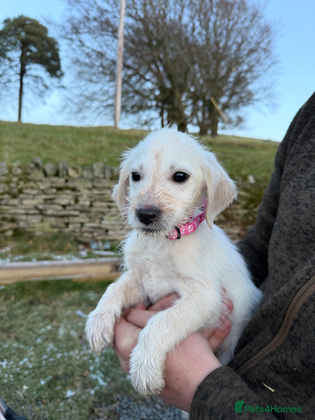 Mixed Breed dogs for sale: Stunning Labrador Pointer Puppies – Ready to go - Advert 13